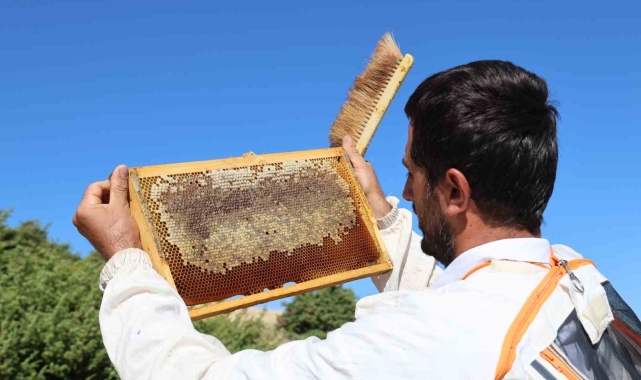 Küresel ısınma arıcıları vurdu, rekoltede bin tondan 500 tona düştü