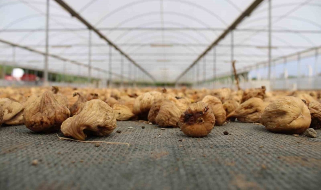 Kuru incir ihracatı 140 milyon dolara yükseldi