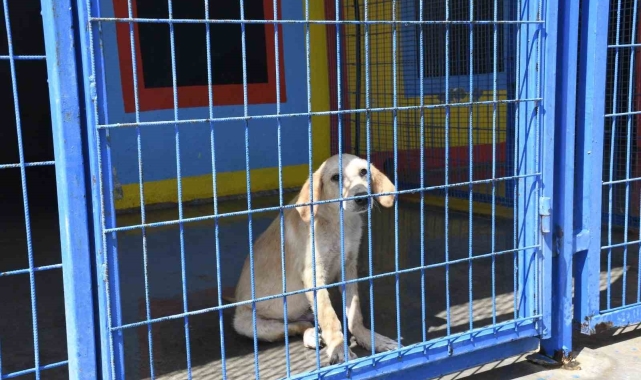 Kuşadası Belediyesi'nin orman yangınından kurtardığı can dostlar her geçen gün iyileşiyor
