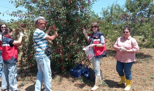 Kütahya&#039;da kiraz ve vişne numunesi alımları