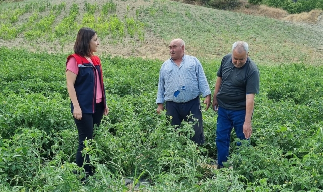 Kuyucak'ta proje kapsamında dağıtılan domates fideleri kontrol edildi