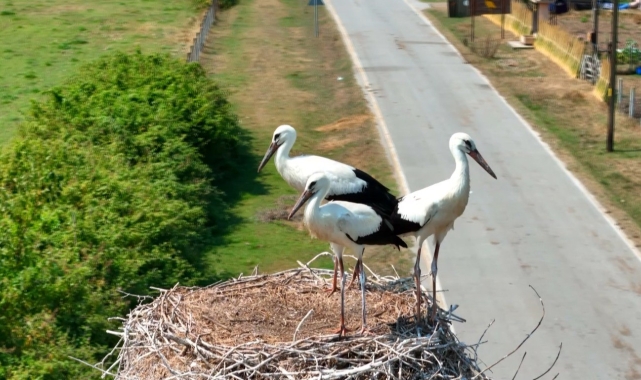 Leyleklerle şenlenen deltadan renkli görüntüler