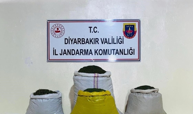 Lice'de 170 bin 500 kök kenevir bitkisi ele geçirildi