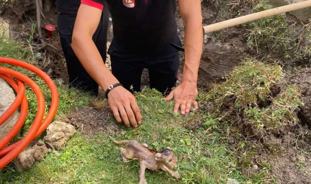 Lüleburgaz'da boruya sıkışan kedi kurtarıldı