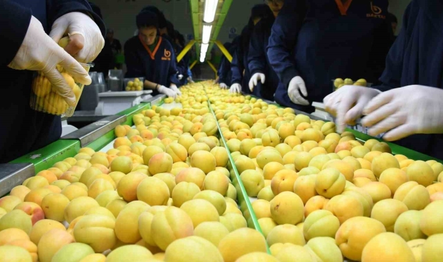 Malatya'da kayısı fiyatlarında istikrar arayışı
