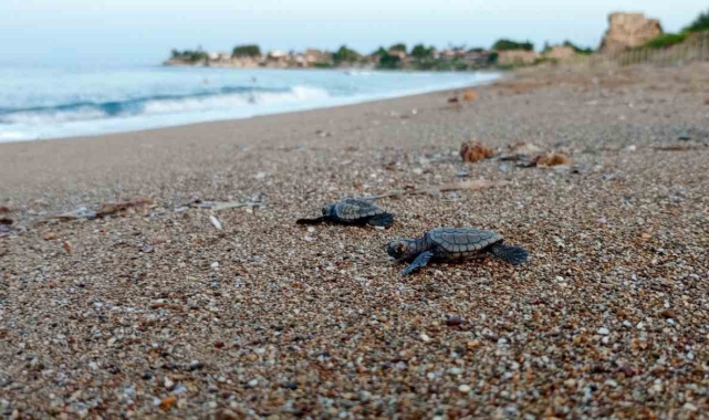 Manavgat'ta caretta caretta koruma çalışmaları sürüyor