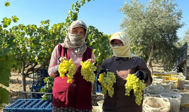Manisa'da erkence üzümde hasat başladı