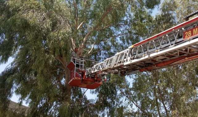 Mardin'de ağaçta mahsur kalan adam kurtarıldı