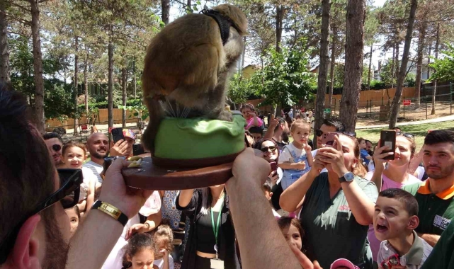 Maymun Luna'nın doğum günü Çekmeköy hayvanat bahçesinde çocuklarla beraber kutlandı