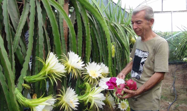 Mersin'de aşırı sıcaklar ejder meyvesi hasadını geciktirdi