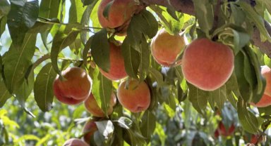 Meşhur Bursa şeftalisinde 14 bin ton rekolte bekleniyor