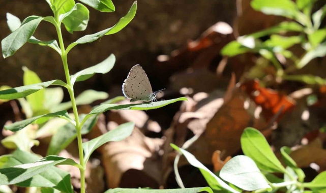 Mevsimlik işçi olarak girdiği belediyeye 'başkan' oldu, şimdi ilçesini dünyaya tanıtmak istiyor