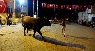 Muğla'da boğalar güreş öncesi görücüye çıkarıldı