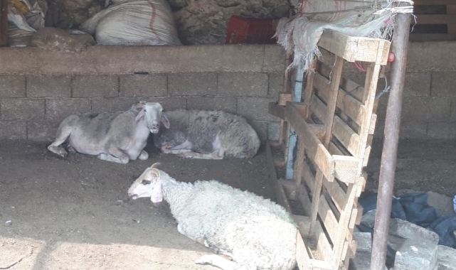 Muğla'da küçükbaş hayvan zehirlenme vakası: 30 koyun telef oldu