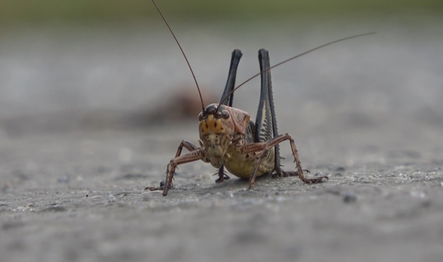 Muş'ta çalı çekirgeleri tehdidi: Ekili alanlar risk altında
