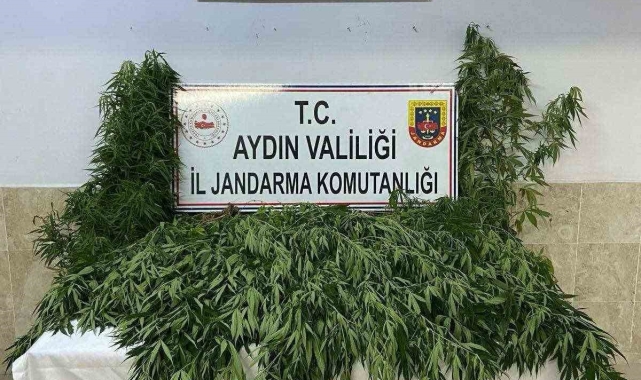 Nazilli'de evin bahçesinde 100 kök kenevir ele geçirildi