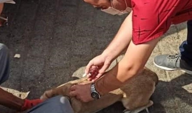 Nazilli'de sahipli kedi ve köpeklerin kayıt işlemleri sürüyor