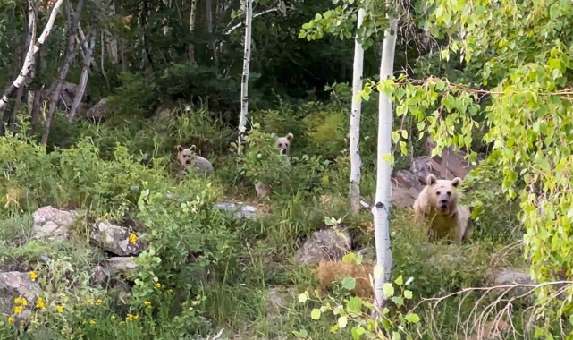 Nemrut'a giden piknikçilere ayı sürprizi
