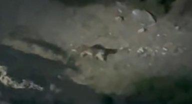 Nesli tükenme tehlikesi altında olan 'Anadolu Vaşağı' Eskişehir'de görüldü