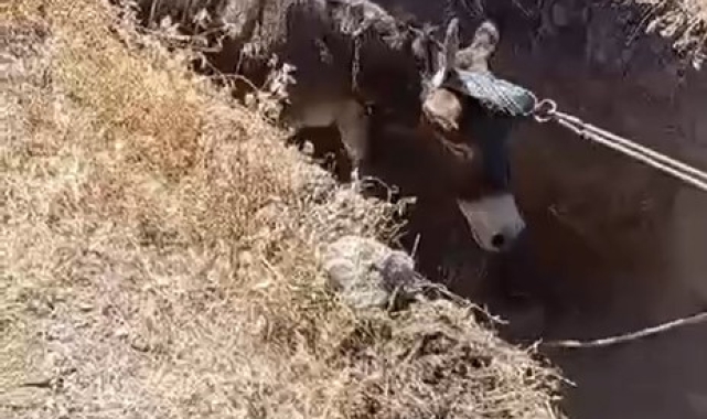 Niğde'de kuyuya düşen eşek kurtarıldı
