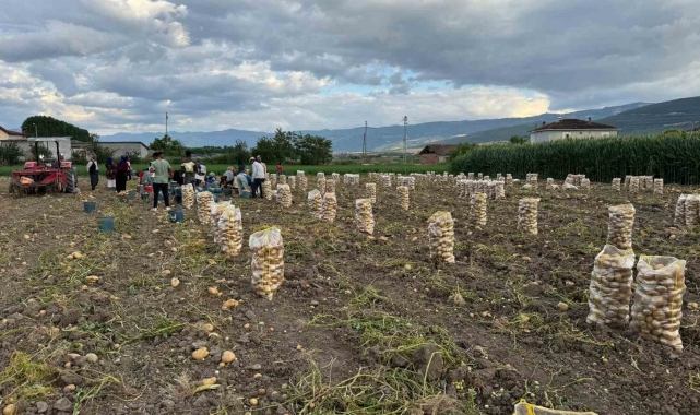 Niksar'da yerli patates hasadı yapıldı