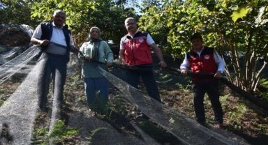 Ordu'da file örtü serilerek yapılan fındık hasadı yaygınlaşmaya başladı
