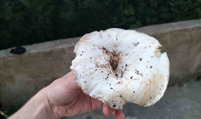 Ordu'da dağ mantarı sezonu açıldı