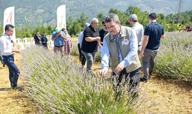Orhaneli'nde lavanta hasadı başladı
