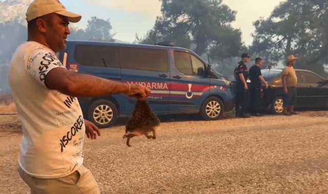 Orman yangınında kirpiyi yanmaktan kurtarıp serinlettiler