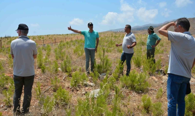 Orman yangınlarında yanan alanlara dikilen fidanlar büyüyor