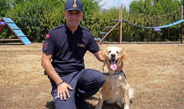 Orman yangınlarındaki kundaklama ve sabotaj, 'Zeytin'in burnundan geçiyor