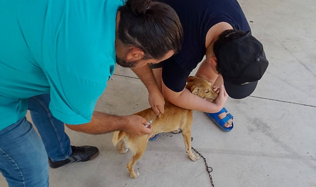 Ortaca'da kedi ve köpeklere kuduz aşısı yapıldı
