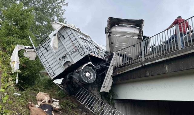 Otoyolda kontrolden çıkan büyükbaş hayvan yüklü tır bariyerlerde asılı kaldı: Dorseden düşen 6 hayvan telef oldu
