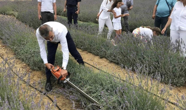 Paşalimanı Adası'nda lavanta hasadı gerçekleşti
