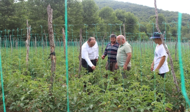 Pazar'da domates, barbunya ve şeker fasulyesi üretim alanları incelendi