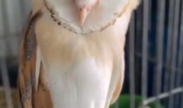 Peçeli baykuş doğal yaşamında