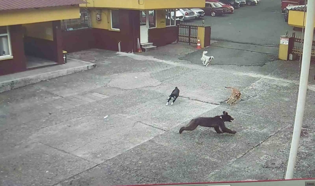 Rize'de çay fabrikasına giren yavru ayıyı köpekler kovaladı