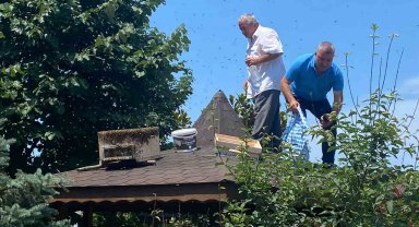 Rize'de oğul veren arılara İl Genel Meclisi üyesi müdahale etti