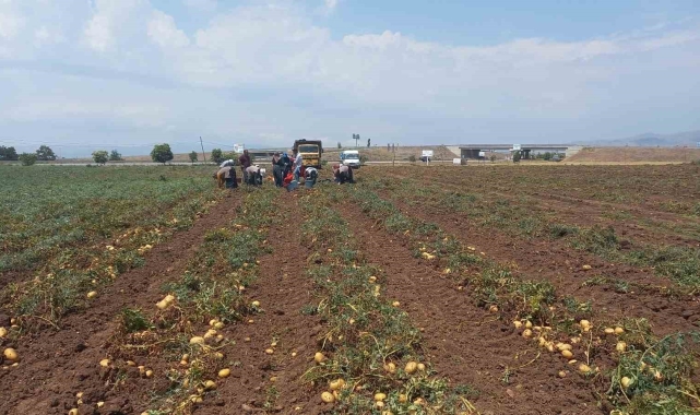 Sandıklı'da 40 bin dekar alanın üzerinde ekimi yapılan patates hasatı başladı