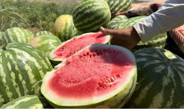 Şanlıurfa'da yerli karpuzun hasadına başlandı