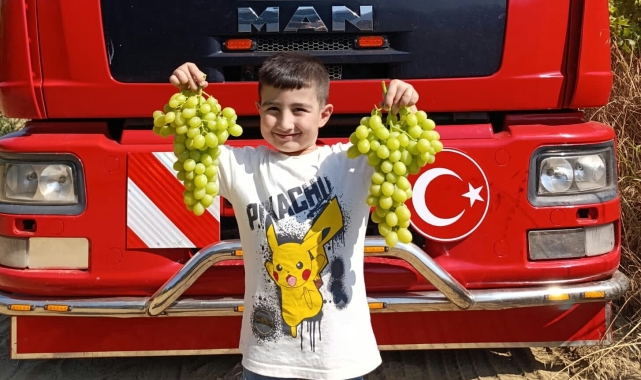 Sarıgöl'de erkenci üzüm cinslerinde hasat
