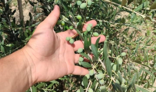 Sarıgöllü genç girişimci bodur zeytin türünü sevdirdi