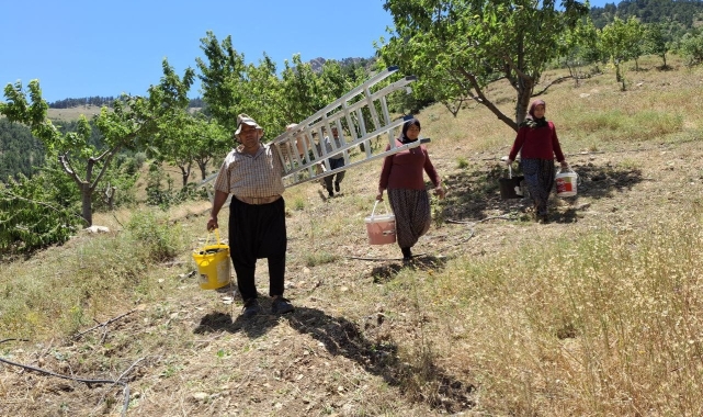 Sıcak hava kiraz hasadını erken tamamlattı