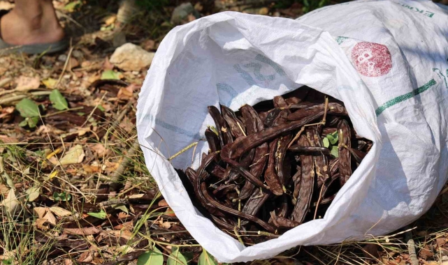 Şifa deposu keçiboynuzunda zorlu hasat başladı