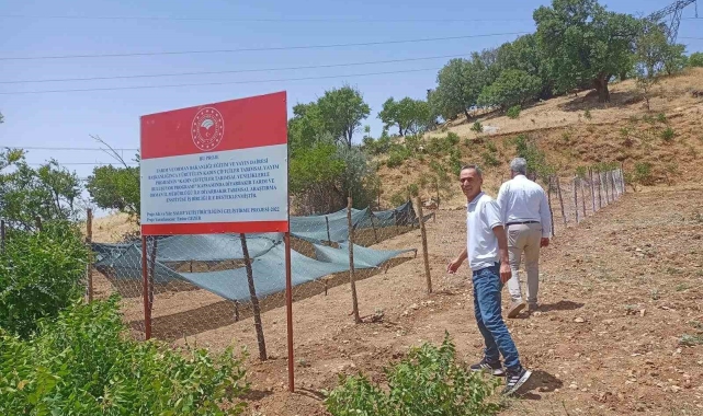 Siirt'te salep üretimi yapılacak