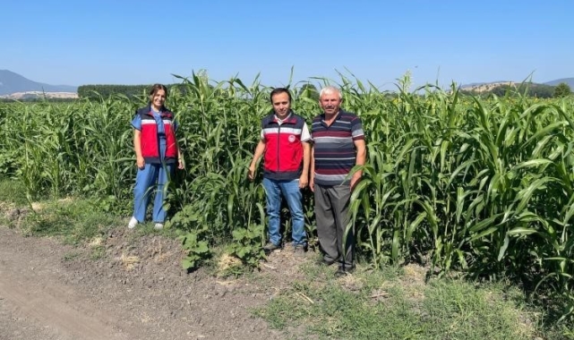 Simav'da ekimi yapılan yüzde 50 hibe destekli sorgum sudan otu kontrolleri