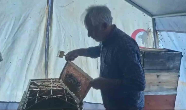 Sincik&#039;te bal hasadı başladı