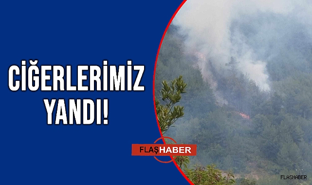 SİNOP'TA ÇIKAN ORMAN YANGINI SÖNDÜRÜLDÜ!