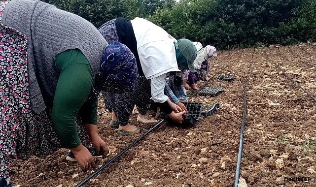SİNOP'TA EKİNEZYA ÇAYI ÜRETİMİNE BAŞLANDI!