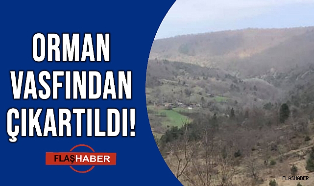 SİNOP'TA ORASI ARTIK ORMAN DEĞİL!